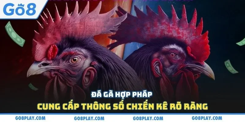 Đá gà hợp pháp cung cấp thông số chiến kê rõ ràng
