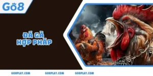 Đá Gà Hợp Pháp: Thử Sức Với Hơn 200+ Trận Đấu/Ngày