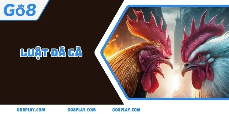 Luật Đá Gà: Học Chi Tiết Từ A Đến Z Trong 10 Phút