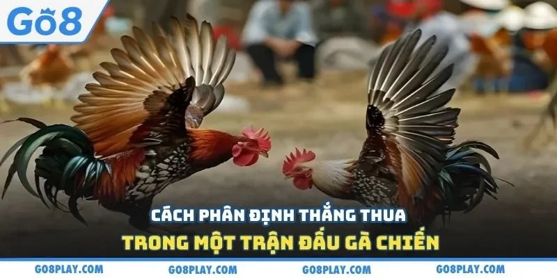 Cách phân định thắng thua trong một trận đấu gà chiến