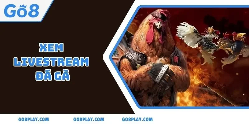 Xem Livestream Đá Gà Miễn Phí, Rinh Thưởng Thật