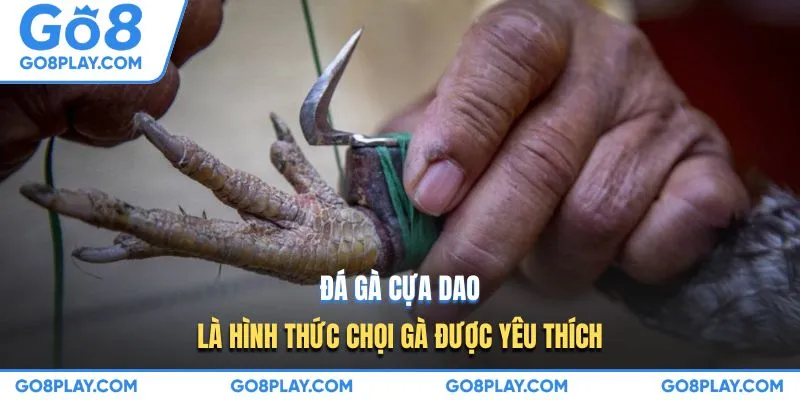 Đá gà cựa dao là hình thức chọi gà được yêu thích
