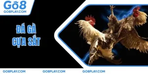 Đá gà cựa sắt