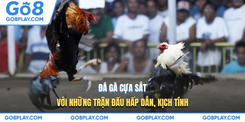 Đá gà cựa sắt với những trận đấu hấp dẫn, kịch tính