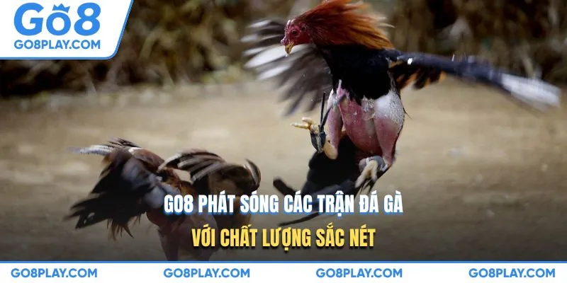 GO8 phát sóng các trận đá gà với chất lượng sắc nét