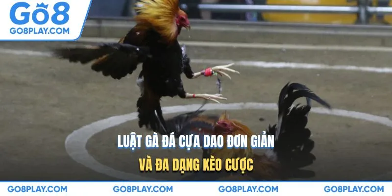 Luật gà đá cựa dao đơn giản và đa dạng kèo cược