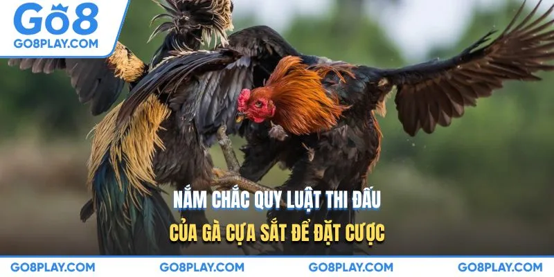 Nắm chắc quy luật thi đấu của gà cựa sắt để đặt cược