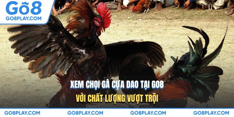 Xem chọi gà cựa dao tại GO8 với chất lượng vượt trội